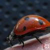 Seven Spotted Lady Bug