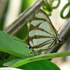 Black-barred Cross-streak butterfly