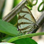 Black-barred Cross-streak butterfly