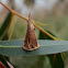 Small Ribbed-Case moth