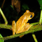 Gladiator Tree Frog