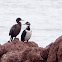 Rock Shag / Magellanic Cormorant