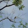 Baltimore/Northern Oriole