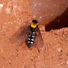 Golden backed snipe fly