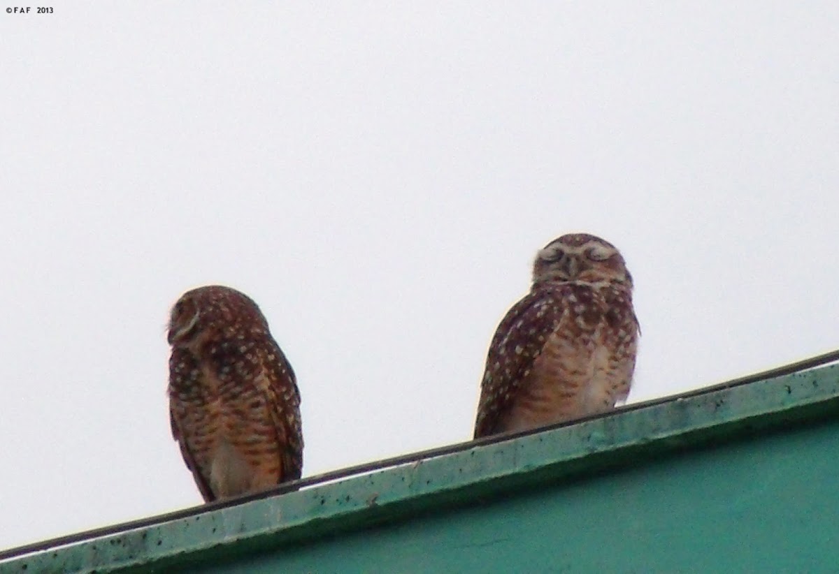 Double Owls