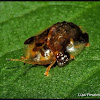 Clavate tortoise beetle