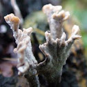 Candle Stick Fungus