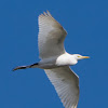 Cattle Egret; Garcilla gueyera