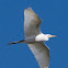 Cattle Egret; Garcilla gueyera