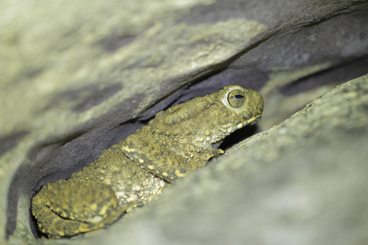 River Toad