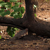 The Indian Gray Mongoose or Common Grey Mongoose