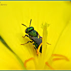 Dwarf Carpenter Bee (Male)