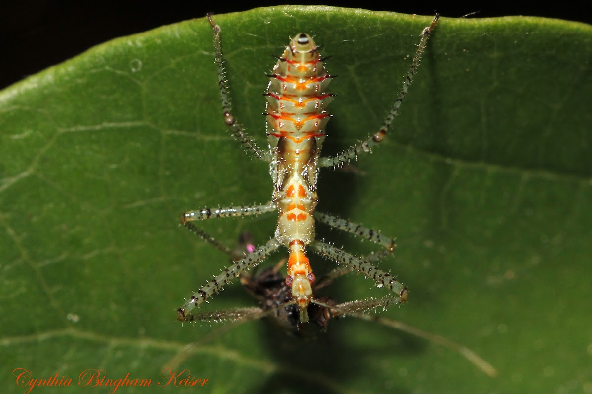 Assassin Bug Nymph and Prey