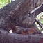 Fox Squirrel