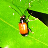 criocerine leaf beetle