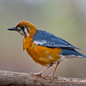 by Sanjay Nagaonkar - Animals Birds