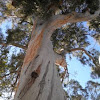 Eucalyptus (Eucalipto)