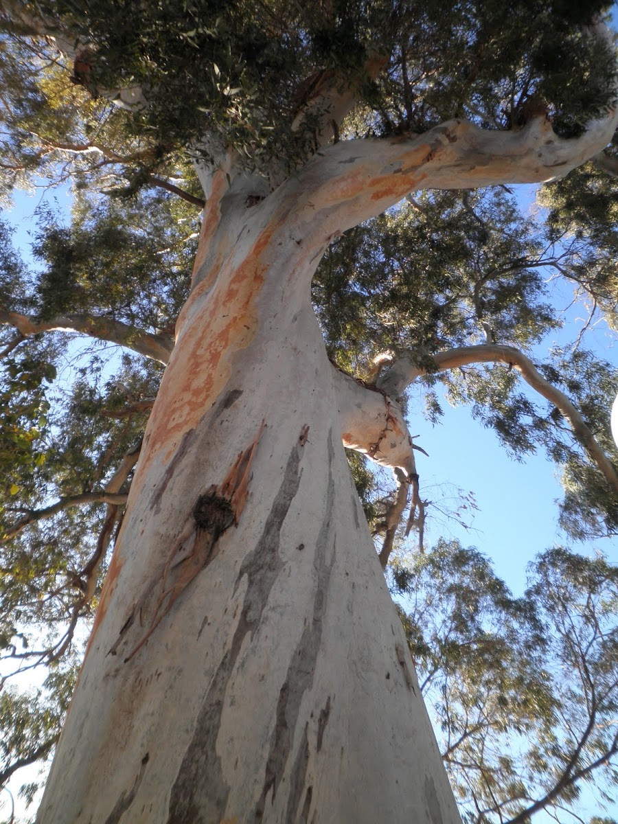 Eucalyptus (Eucalipto)