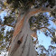 Eucalyptus (Eucalipto)