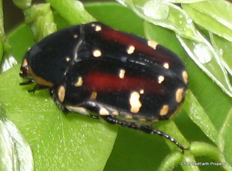 Flower beetle, flower chafer beetle