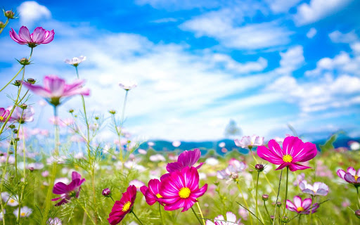 【免費個人化App】Flowers Wallpaper-APP點子