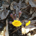 Coltsfoot