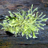 leafy liverwort
