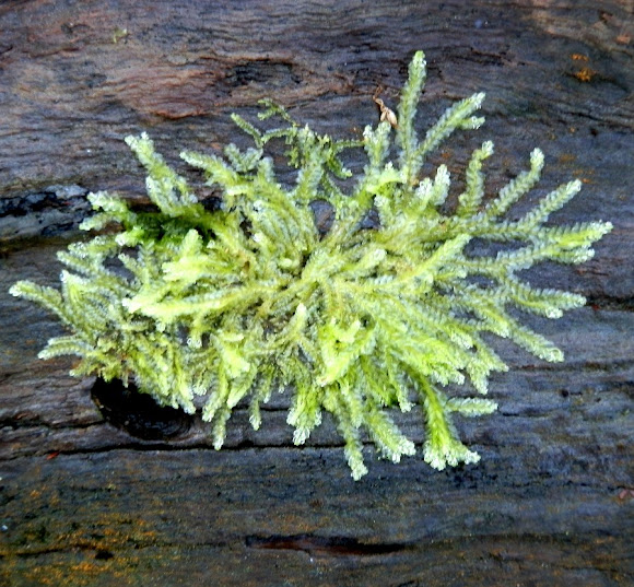 leafy liverwort Project Noah