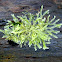 leafy liverwort