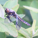 Eight-spotted skimmer