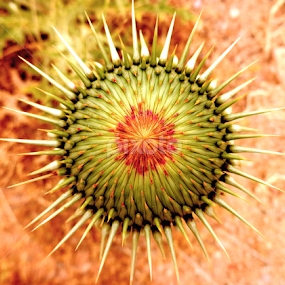 by Adnan Mirani - Nature Up Close Other plants