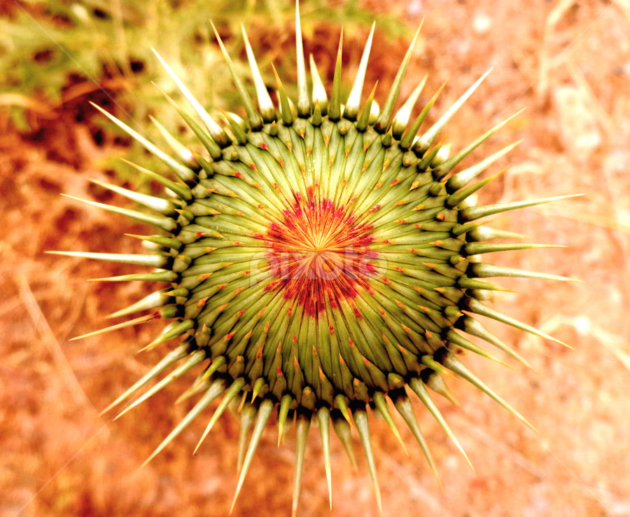 by Adnan Mirani - Nature Up Close Other plants