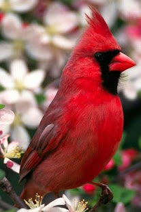 Birds Wallpaper Screenshots 2
