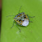 Antestia Bug