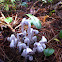 Ghost Plant (Indian Pipe)