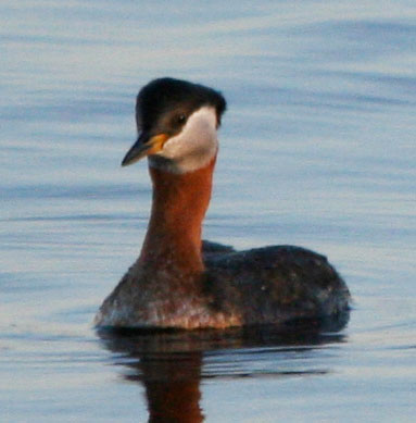 Red-necked Grebe