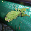 Leaf Insect