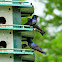 Purple Martin