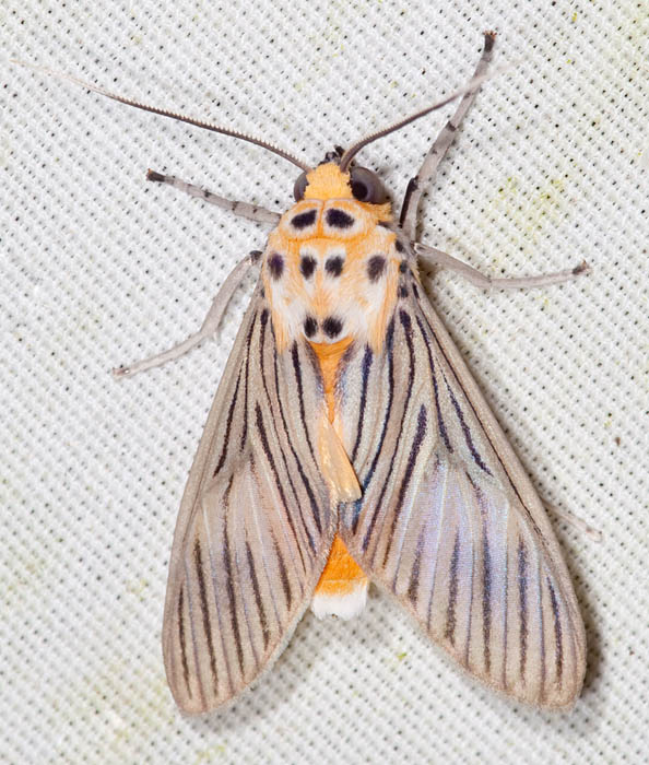 Arctiine Moth