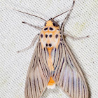 Arctiine Moth