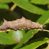 Black-blotched schizura (larva)