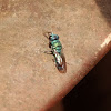 Tiny cuckoo wasp