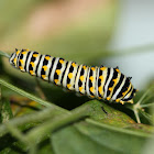 Black Swallowtail Larva