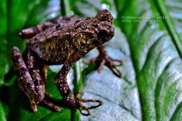 Hourglass Toad