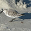 Sanderling