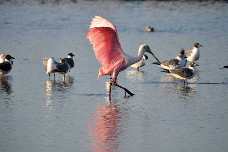 A Roseate Spoonbill on Galveston Bay, Texas.