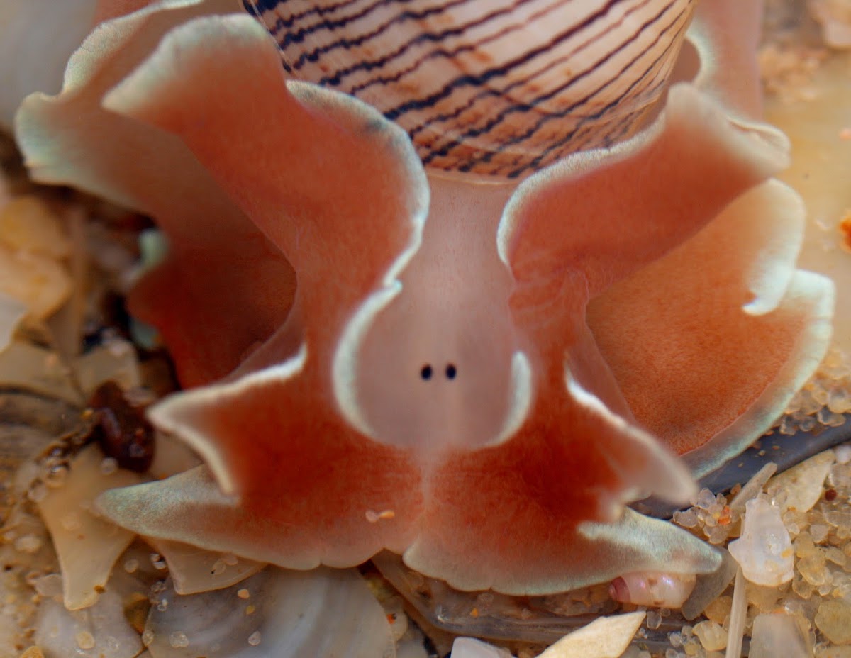 Rose Petal Bubble Shell