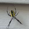 Garden Spider