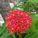 Coral Plant