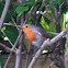 European robin